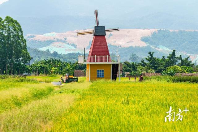 广东珠海斗门上洲村，水稻成熟，一片金黄。南方+拍客 麦志豪 摄