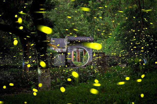 广州大夫山的梦幻萤火虫。南方+记者 朱海鹏 摄 