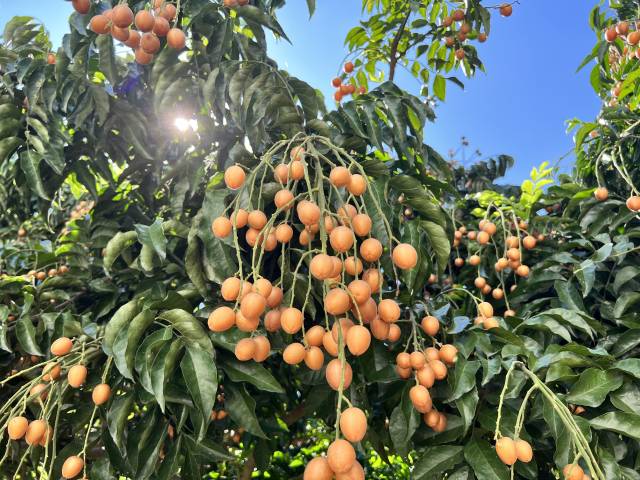 盛夏的广东，云浮郁南黄皮上新，送你一抹甜。南方+记者 崔洪铭 摄